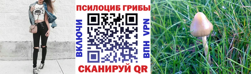 что такое наркотик  Саратов  Псилоцибиновые грибы Psilocybine cubensis 